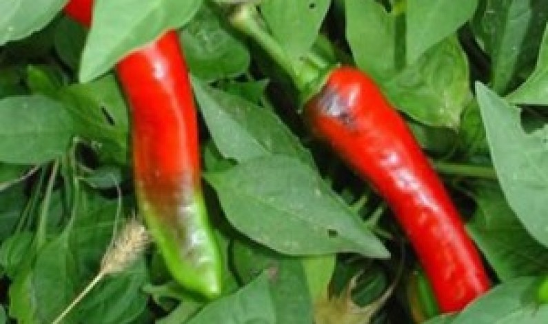 Chili Peppers Trade: Global Warming